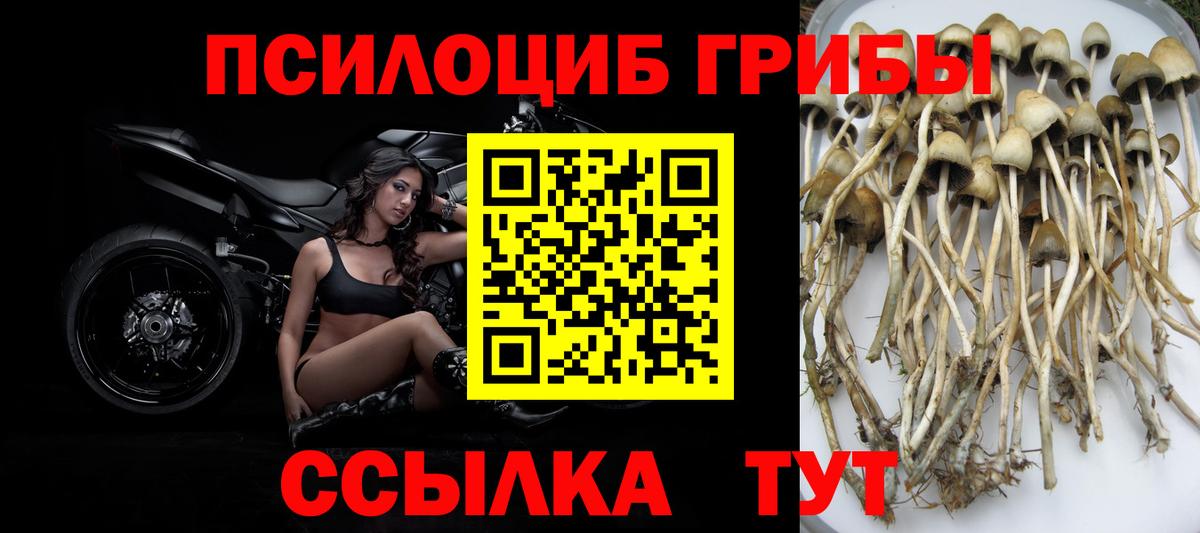 Галлюциногенные грибы Psilocybine cubensis Кропоткин